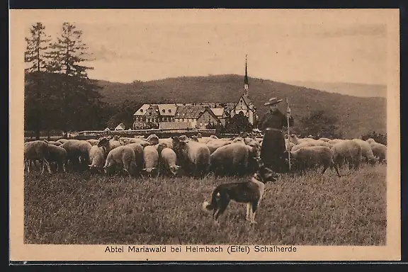 AK Heimbach / Eifel, Abtei Mariawald, Schäfer mit seiner Schafherde und Schäferhund