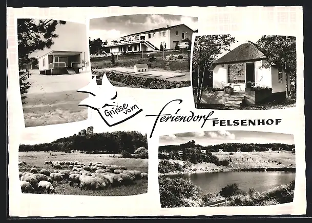 AK Gerolstein /Eifel, Feriendorf Felsenhof, Schafherde, Uferpartie