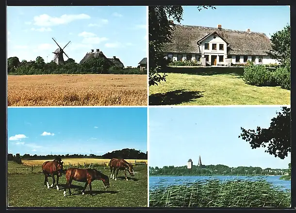 AK Sörup /Angeln, Gebäudeansicht, Windmühle, Pferde auf der Koppel