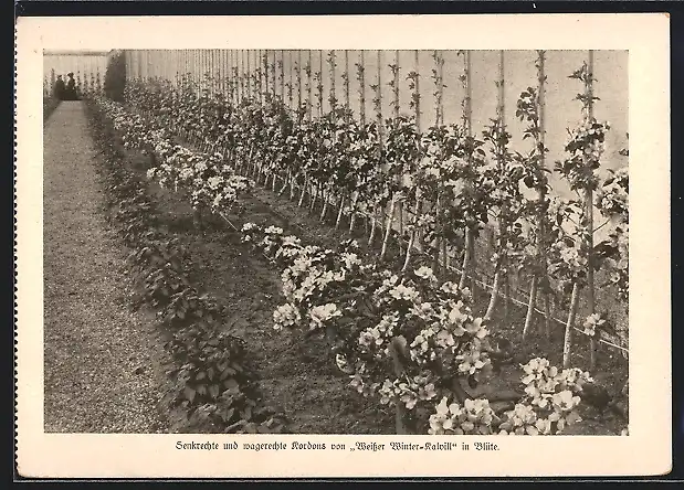 AK Berlin-Dahlem, Lehr- und Forschungsanstalt für Gartenbau, Kordons von Weisser Winter-Kalvill in Blüte