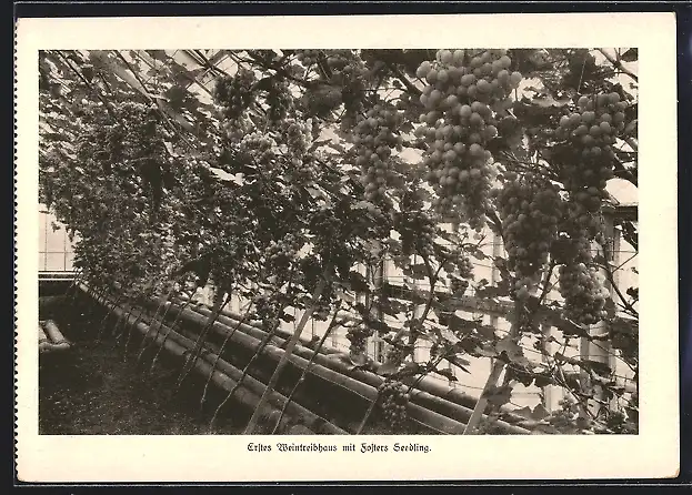 AK Berlin-Dahlem, Lehr- & Forschungsanstalt für Gartenbau, Erstes Weintreibhaus mit Forsters Seedling