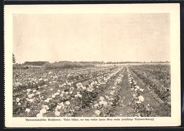 AK Berlin-Dahlem, Lehr- und Forschungsanstalt für Gartenbau, Moorversuchsfelder Grossbeeren mit blühenden Rosen