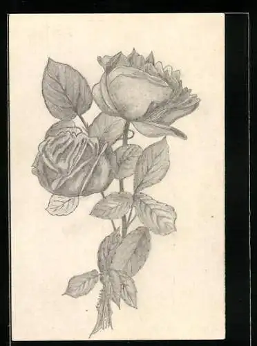 Künstler-AK Handgemalt: Rosen mit Blättern