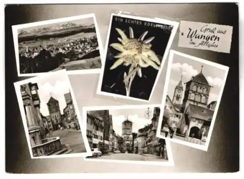 AK Wangen im Allgäu, Ortspartien mit Rathaus, Trockenblume: echtes Edelweiss