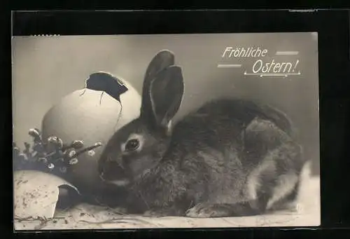 AK Osterhase nebst zerbrochenem Ei