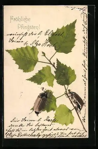 Künstler-AK Maikäfer auf Birkenzweig