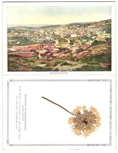 Klapp-Trockenblumen-AK Nazareth, Gesamtansicht und echte Marienblume (Artedia squamata)