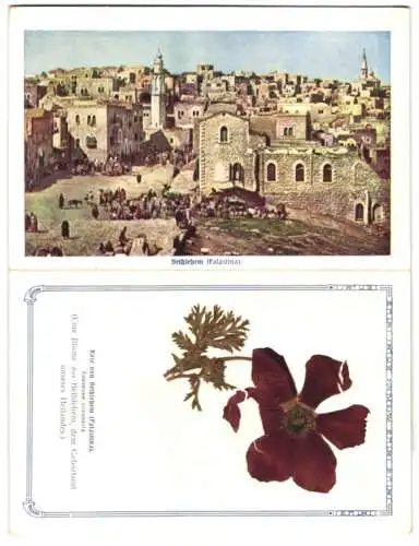 Klapp-Trockenblumen-AK Bethlehem, Ortsansicht und echte Rose von Bethlehem (Anemone coronaria)