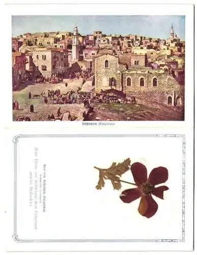 Klapp-Trockenblumen-AK Bethlehem, Ortspartie und echte Rose von Bethlehem (Anemone coronaria)
