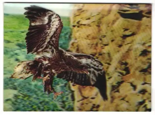 3D-AK Adler im Sturzflug vor einer Klippe