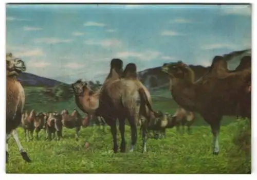 3D-AK Eine Gruppe von Kamelen auf einer Bergwiese