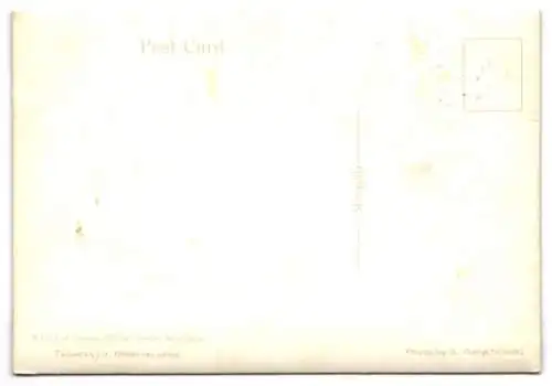 3D-AK Eine Gruppe von Kamelen auf einer Bergwiese