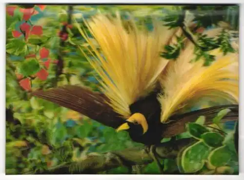 3D-AK Oiseau des Iles, exotischer Vogel
