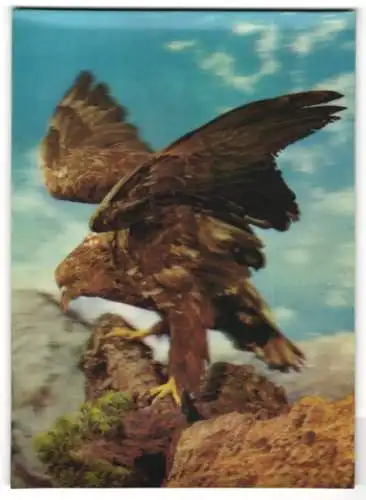 3D-AK Adler spreizt die Flügel zum Flug