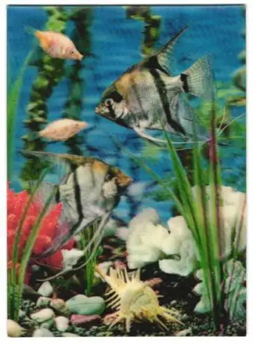 3D-AK Fische in einem Aquarium