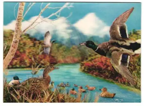 3D-AK Wildenten an einem Flusslauf