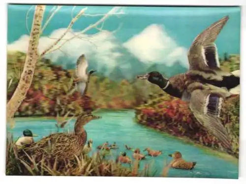 3D-AK Enten schwimmen auf einem See