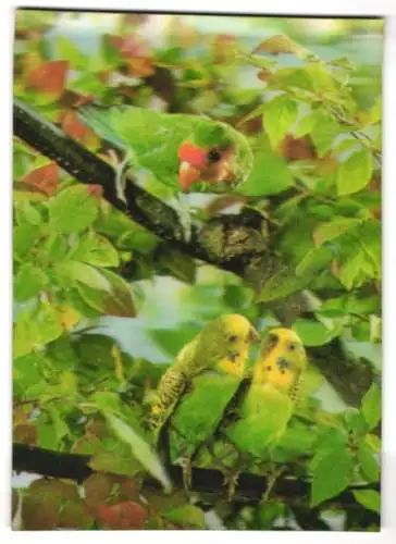 3D-AK Papageien auf einem Baum