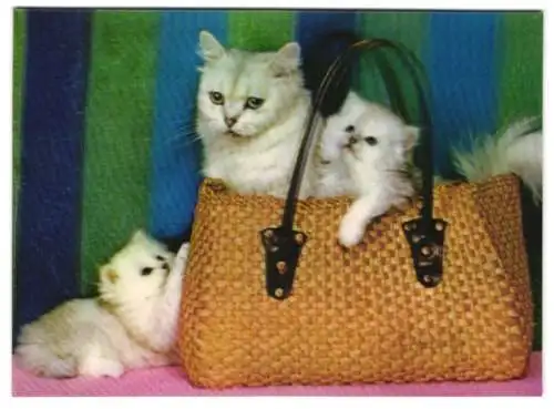 3D-AK 3 Katzen in & an einer Tasche