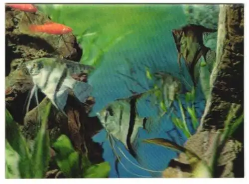 3D-AK Fische schwimmen durch das Aquarium