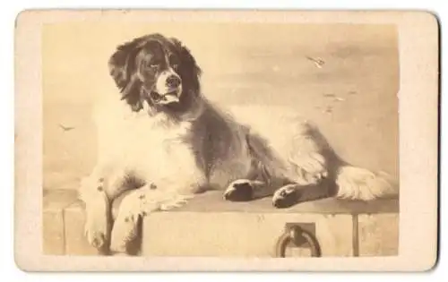 Fotografie unbekannter Fotograf und Ort, Gemälde: Neptun, nach E. Landseer, Bernhardiner Hund