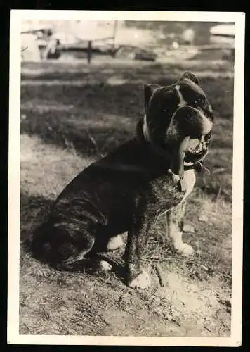 Fotografie American Staffordshire Terrier, Hund, Dog
