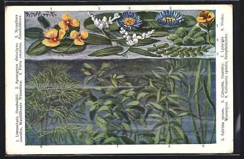 AK Limnocharis Humboldtii, Nymphaea coerulea, blaublühende Wasserrose, Pistia stratiotes, Muschelblume