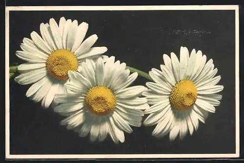 AK Chrysanthemum Leucanthemum, Marguerites, White Ox-eye