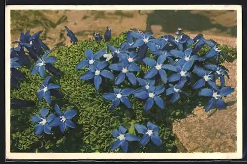 AK Gentiana Bavarica, Bavarian Gentian, Bayrischer Enzian