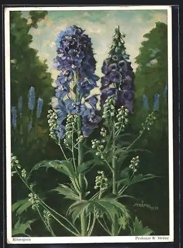 AK Rittersporn im Park, Blume