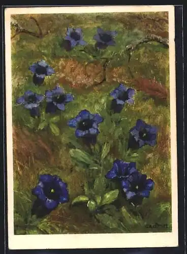 Künstler-AK Jean Zeltner: Stengelloser Enzian blüht auf der Wiese