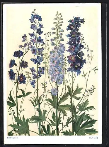 AK Rittersporn mit Blättern, Blume