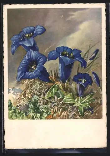 AK Bergpanorama mit Enzian