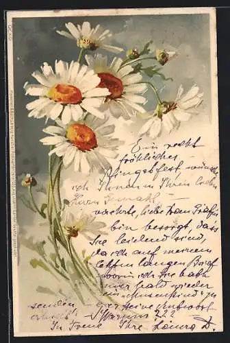 AK Gänseblumen mit Knospen