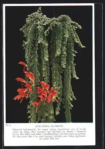 AK Columnea Gloriosa, Blume
