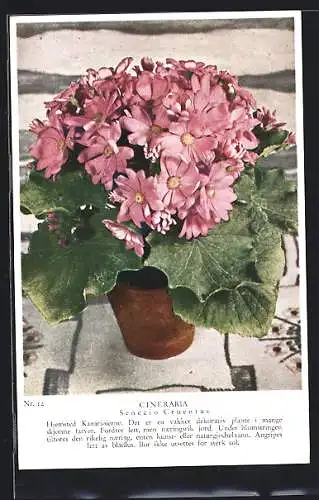 AK Cineraria, Senecio Cruentus, Blumen im Topf
