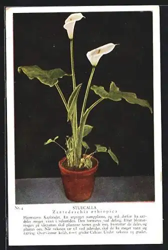 AK Stuecalla, Zantedeschia aethiopica, Blumen im Topf