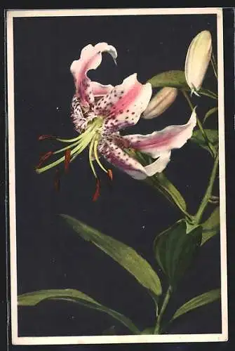 AK Lilium speciosum, Prachtlilie