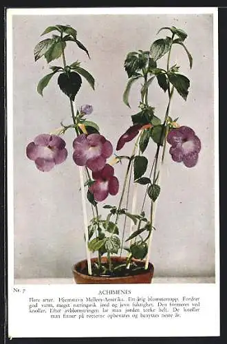 AK Achimenes, Blume im Topf