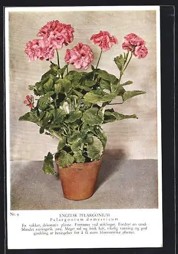 AK Engelsk Pelargonium, Pelargonium domesticum, Blume im Topf