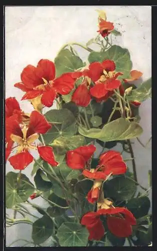 AK Tropaeolum majus, Kapuzinerkresse