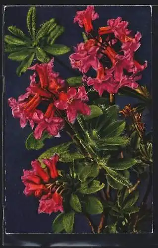 AK Rhododendron hisrutum, Bewimperte Alpenrose