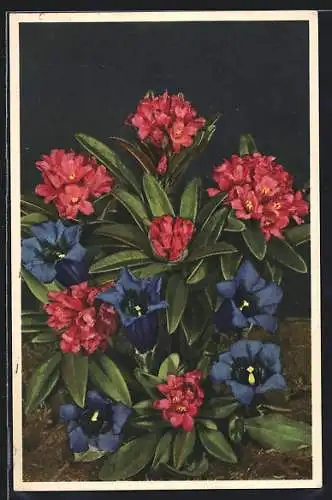 AK Rhododendron Ferrugineum, Rostblättrige Alpenrose