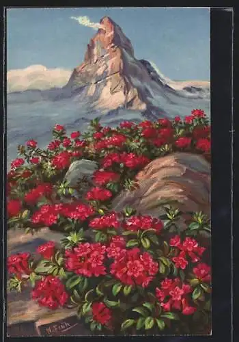 AK Rhododendron ferrugineum L., Alpenrosen