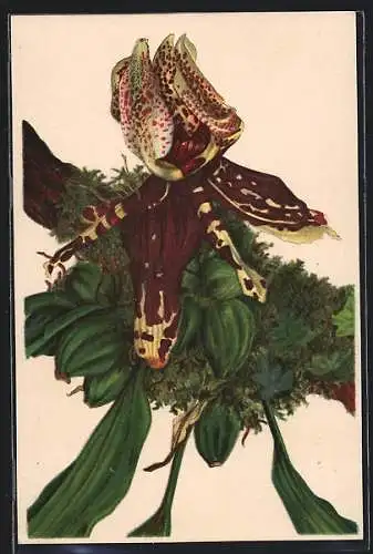 Künstler-AK München-Nymphenburg, Botanischer Garten, Stanhopea tígrína, Blume