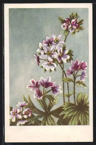 AK Narzissenblütige Anemone, Anemone narcissiflora L.