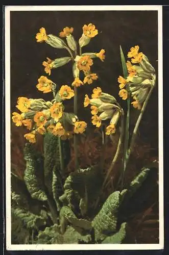 AK Echte Schlüsselblume, Primula veris