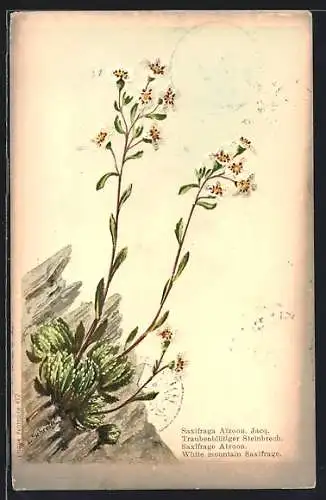 AK Traubenblütiger Steinbrech, Saxifraga Aizoon Jacq