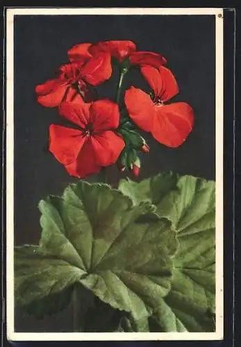 AK Geranium, Rote Geranie