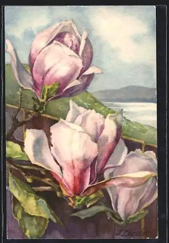 AK Magnolia Yulan, Magnolie